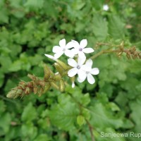 Plumbago zeylanica L.